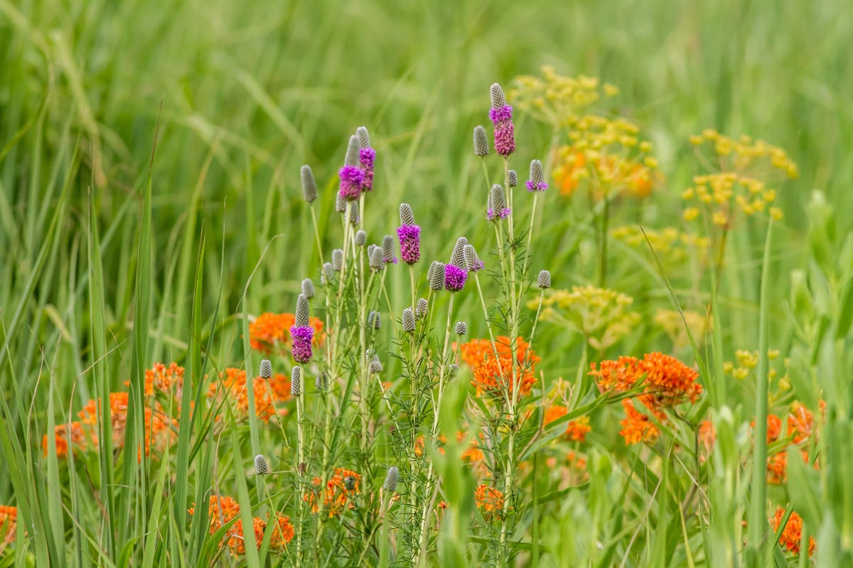 Prairie wild flowers