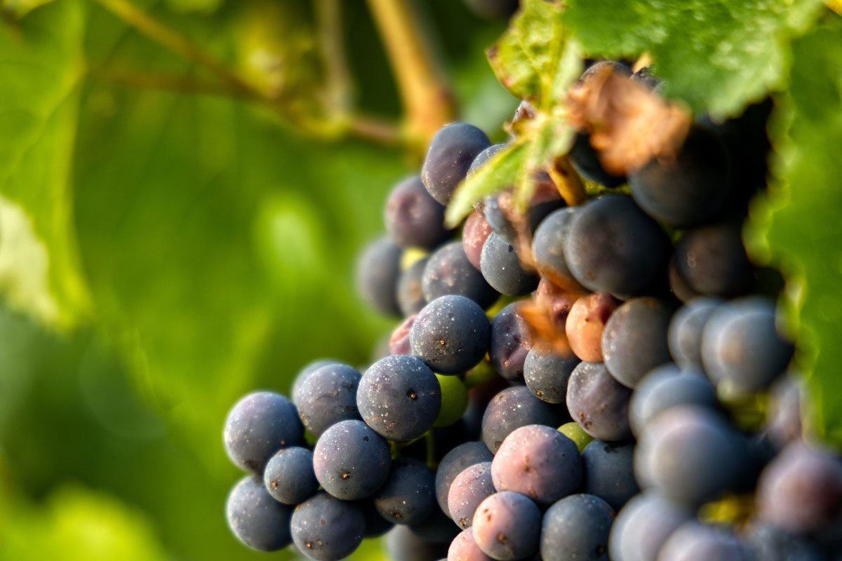 Grapes hanging on the vine.